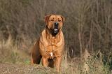 TOSA INU 469